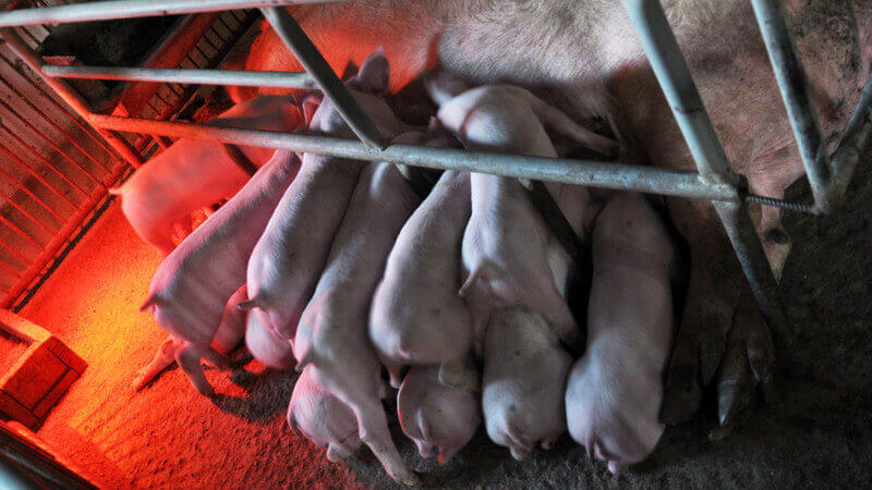 infrarot-waerme-tiere