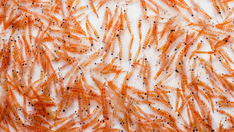 krilloel-aus-winzigen-meerestieren